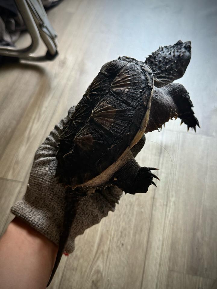 Florida size 14, mặt rắn, gai dài, full nét-duoc-ban-tai-Thế Giới Rùa Cảnh