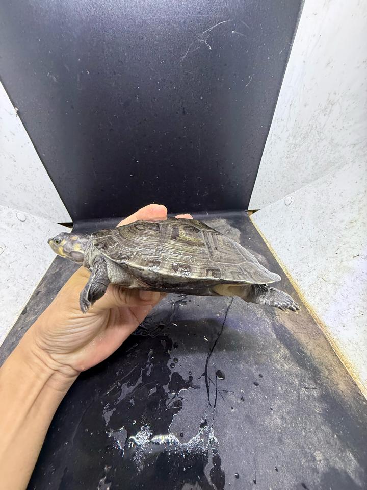 Ninja size 15-duoc-ban-tai-Thế Giới Rùa Cảnh