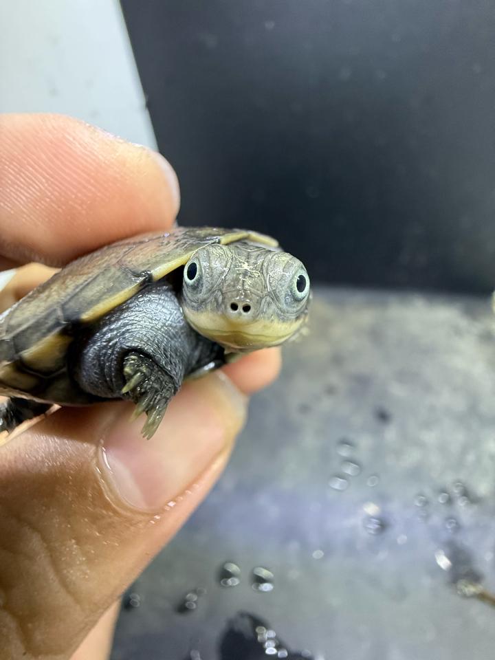 Mũ bảo hiểm size 4-5-duoc-ban-tai-Thế Giới Rùa Cảnh