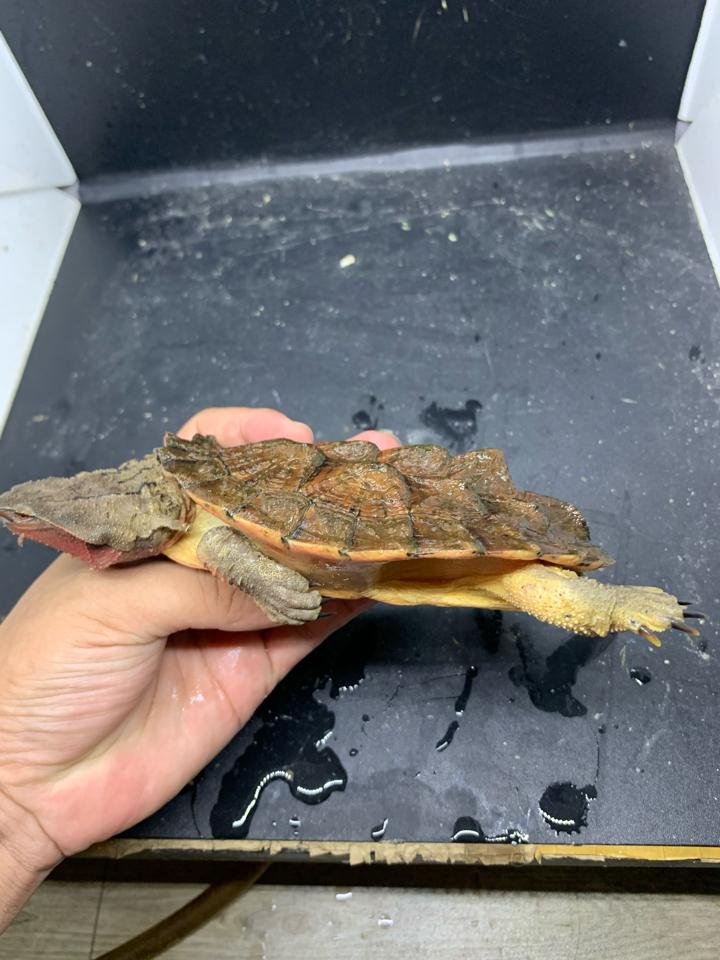 MS1: Red mata size 14-duoc-ban-tai-Thế Giới Rùa Cảnh