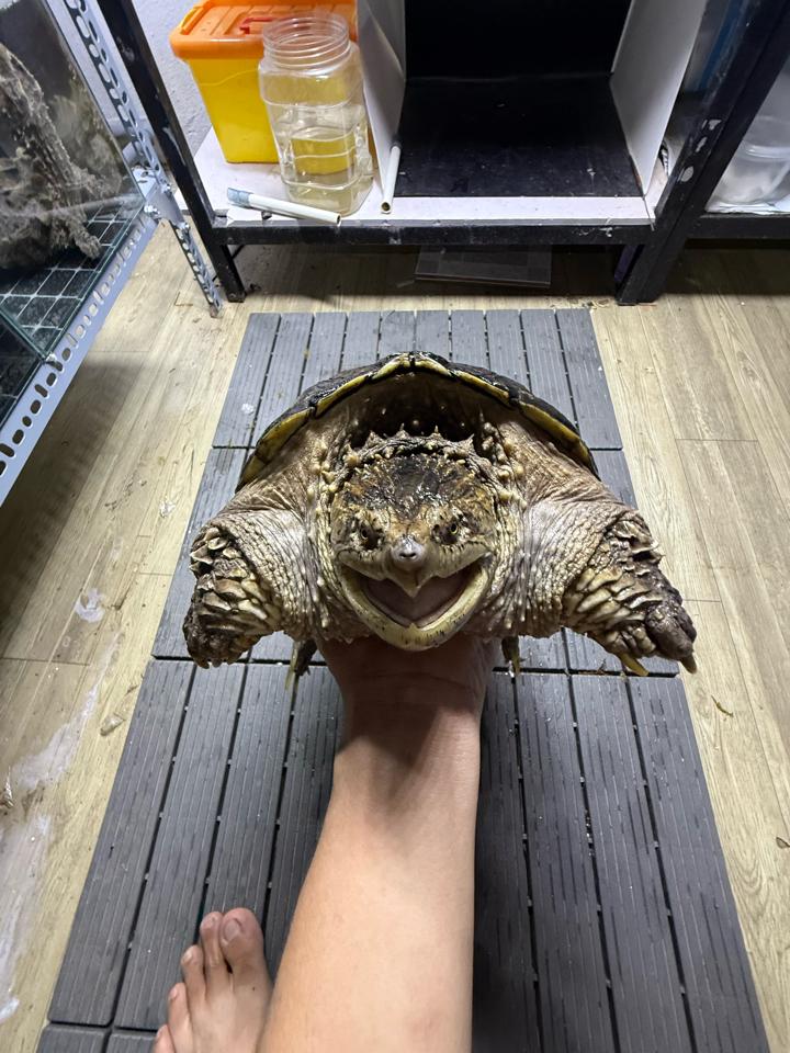 Comxflo gen trội, mai tàu ngầm, size 25, cái sinh sản, mòn đuôi nhẹ-duoc-ban-tai-Thế Giới Rùa Cảnh