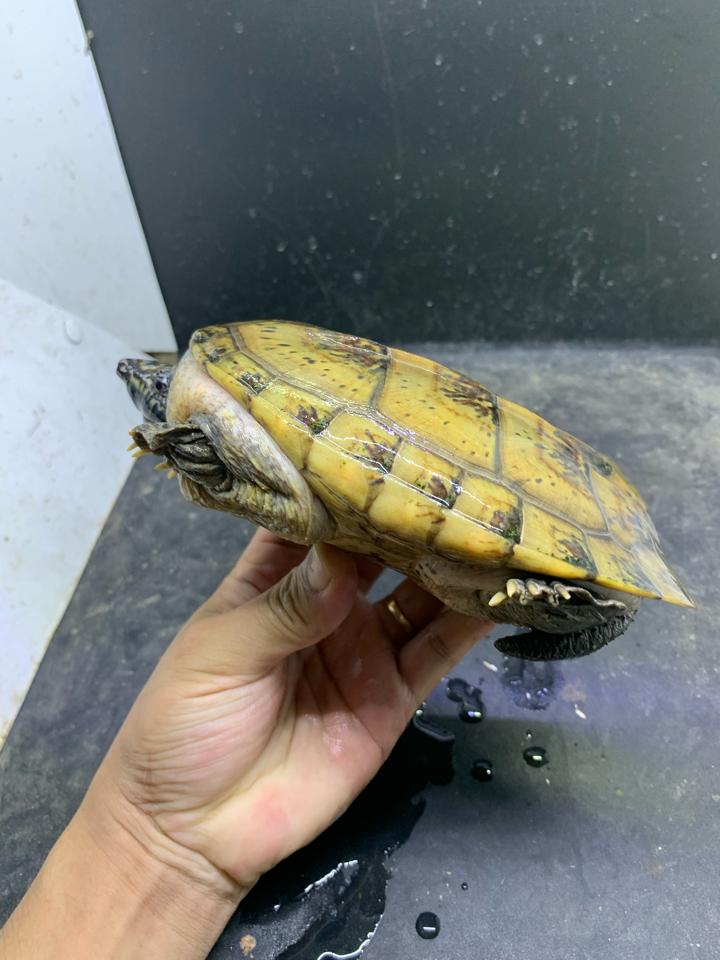 Mexican giant musk size 17, gãy 2 móng-duoc-ban-tai-Thế Giới Rùa Cảnh