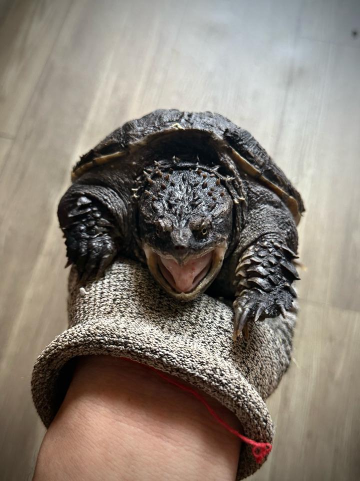 Florida size 14, mặt rắn, gai dài, full nét-duoc-ban-tai-Thế Giới Rùa Cảnh