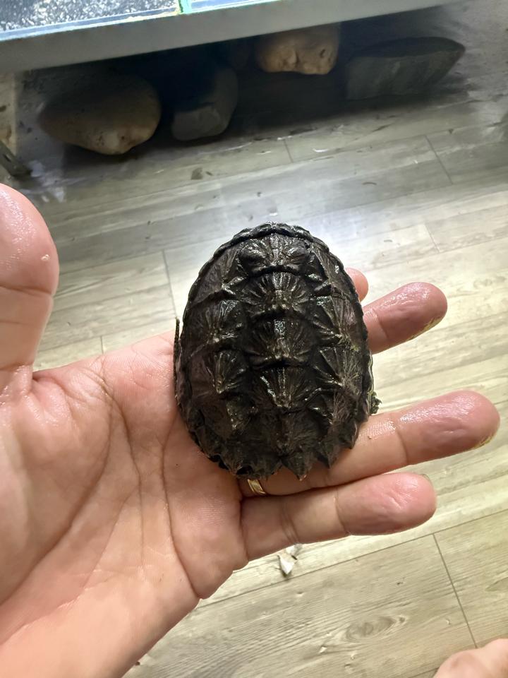 Com thuần size 7-8, full nét-duoc-ban-tai-Thế Giới Rùa Cảnh