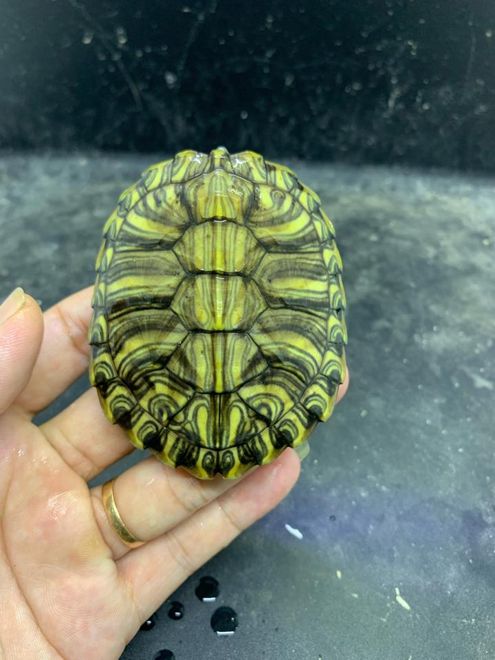 Tai đỏ rio grande size 8-duoc-ban-tai-Thế Giới Rùa Cảnh
