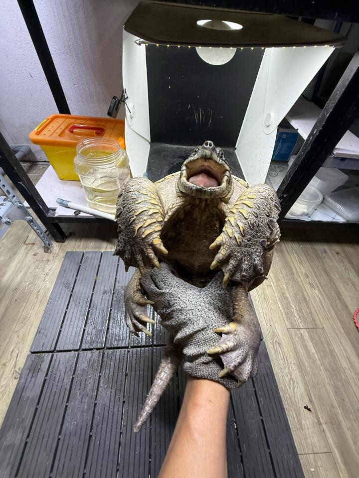 Com thuần size 25, đực, tay siêu to, mòn đuôi-duoc-ban-tai-Thế Giới Rùa Cảnh