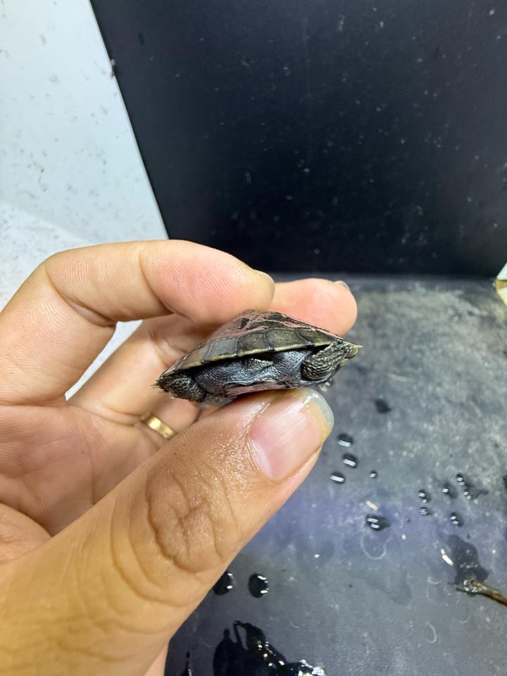 Mũ bảo hiểm size 4-5-duoc-ban-tai-Thế Giới Rùa Cảnh