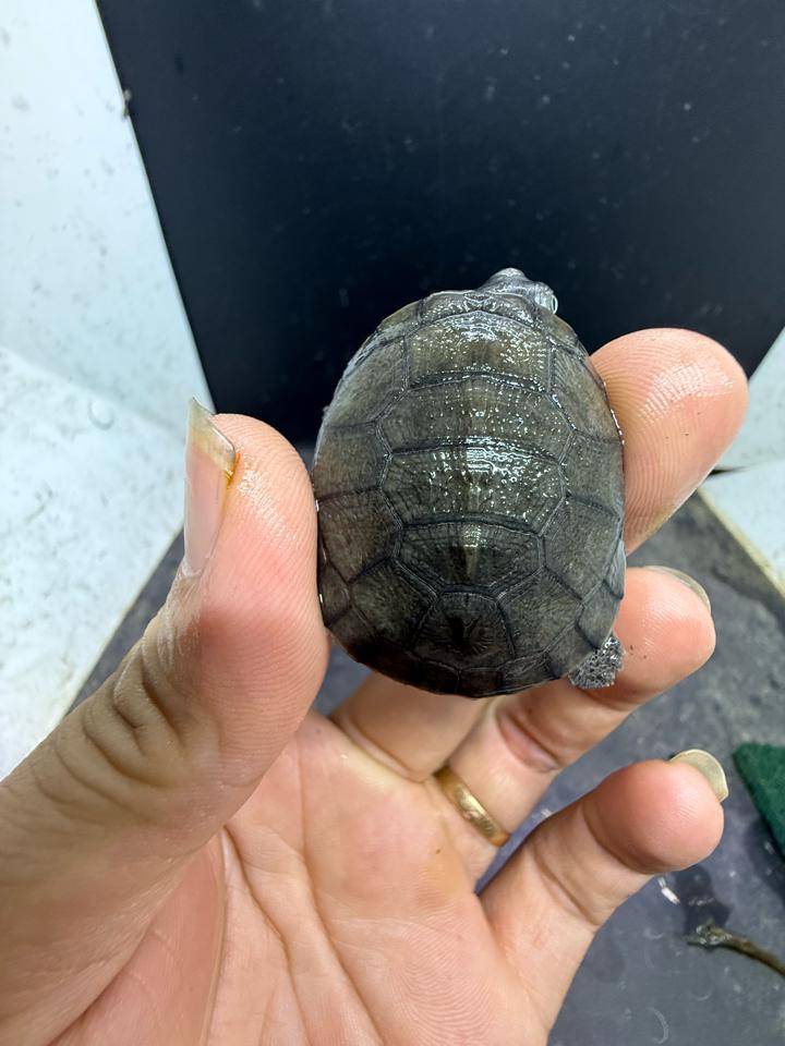 Mũ bảo hiểm size 4-5-duoc-ban-tai-Thế Giới Rùa Cảnh