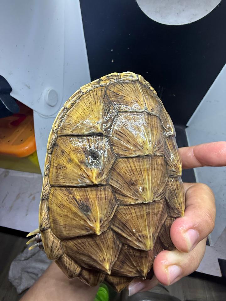 Comxflo fullgold size 14, gãy nửa móng, mai có vết xẹo nấm cũ đã lành từ lâu-duoc-ban-tai-Thế Giới Rùa Cảnh