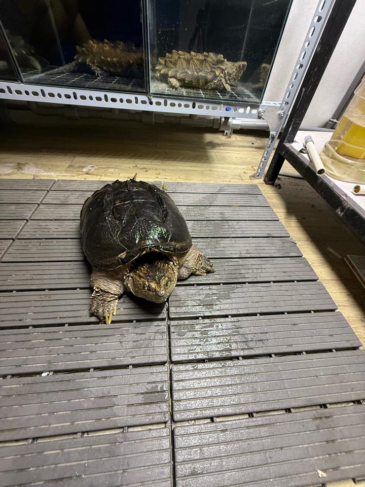 Comxflo gen trội, mai tàu ngầm, size 25, cái sinh sản, mòn đuôi nhẹ-duoc-ban-tai-Thế Giới Rùa Cảnh