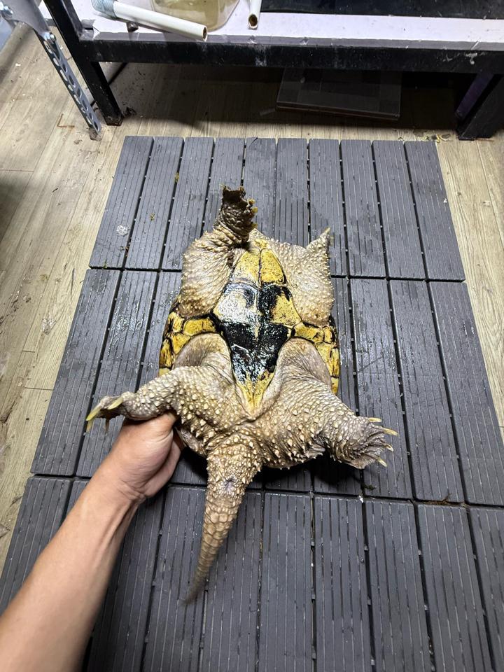 Comxflo gen trội, mai tàu ngầm, size 25, cái sinh sản, mòn đuôi nhẹ-duoc-ban-tai-Thế Giới Rùa Cảnh