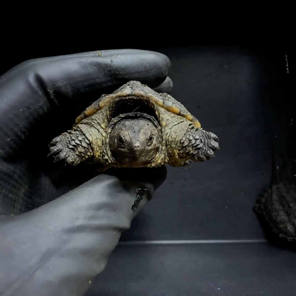 Com thuần size 6-7-duoc-ban-tai-Thế Giới Rùa Cảnh