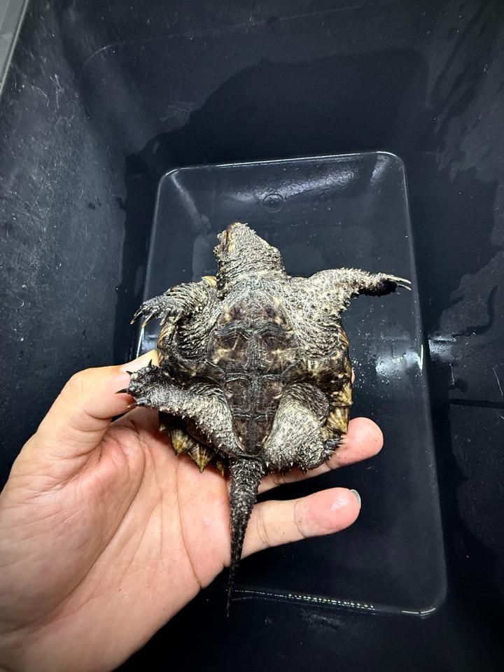 [Sẵn] Hybrid 1.0 size 10, than đen, full nét từ A-Z-duoc-ban-tai-Thế Giới Rùa Cảnh