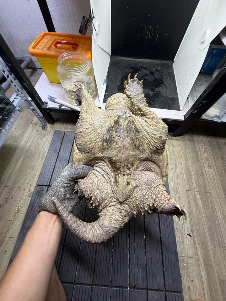 Com thuần size 25, đực, tay siêu to, mòn đuôi-duoc-ban-tai-Thế Giới Rùa Cảnh