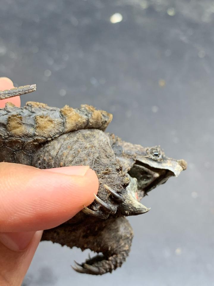 Ali size 7, rìa 3:3, mai cao, gãy 1 móng còn gốc, ngấn đuôi-duoc-ban-tai-Thế Giới Rùa Cảnh