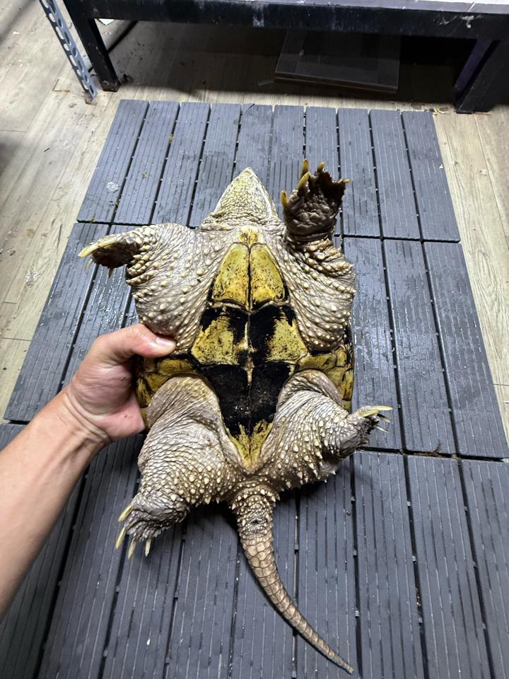 Comxflo gen trội, mai tàu ngầm, size 25, cái sinh sản, mòn đuôi nhẹ-duoc-ban-tai-Thế Giới Rùa Cảnh