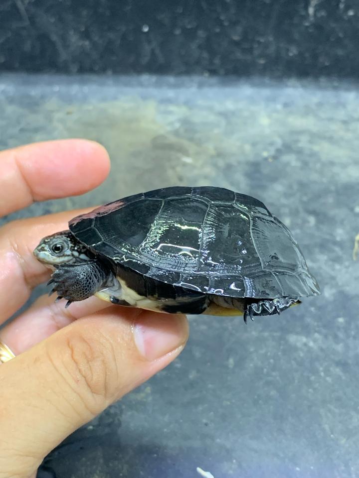 Bùn Okavango size 7-duoc-ban-tai-Thế Giới Rùa Cảnh