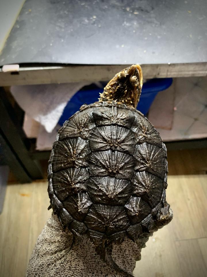 Florida size 10, gai xịn, full nét, đực-duoc-ban-tai-Thế Giới Rùa Cảnh