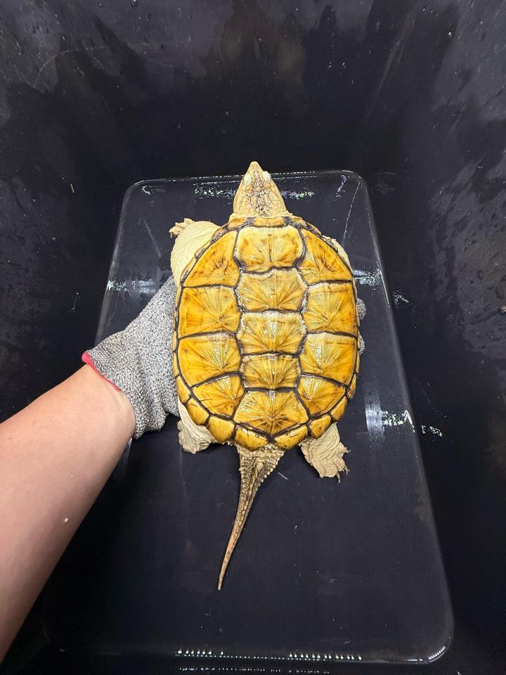 Hypo VIP size 15, full nét-duoc-ban-tai-Thế Giới Rùa Cảnh