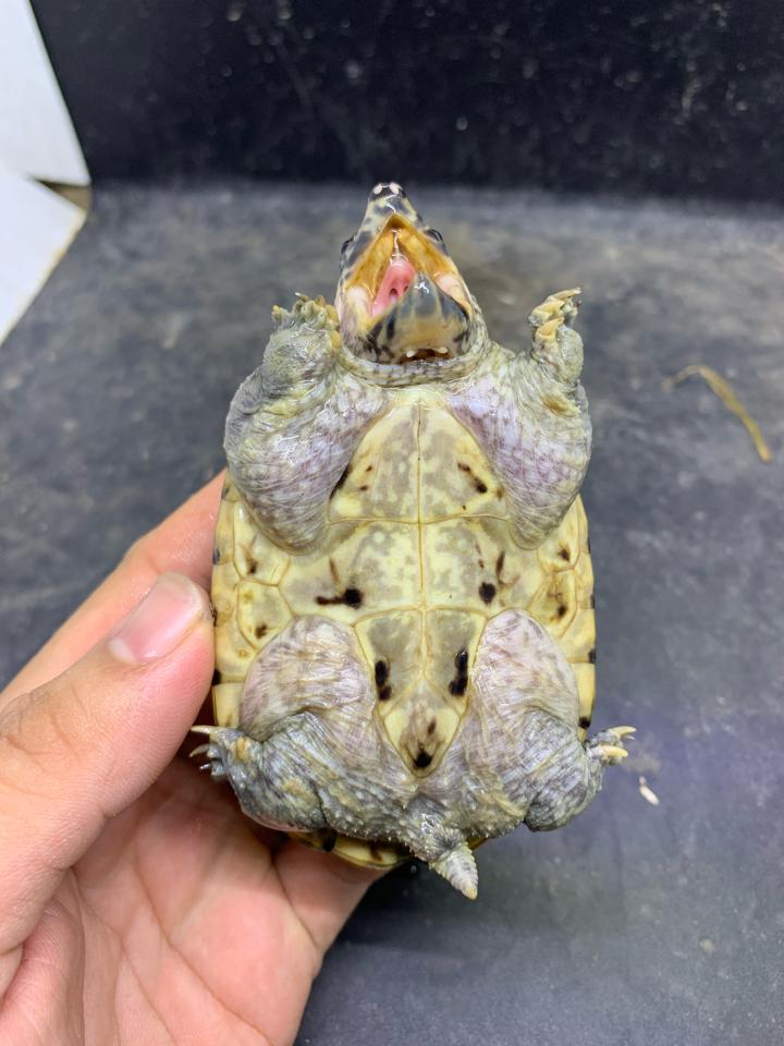 Mexican giant musk size 9-duoc-ban-tai-Thế Giới Rùa Cảnh