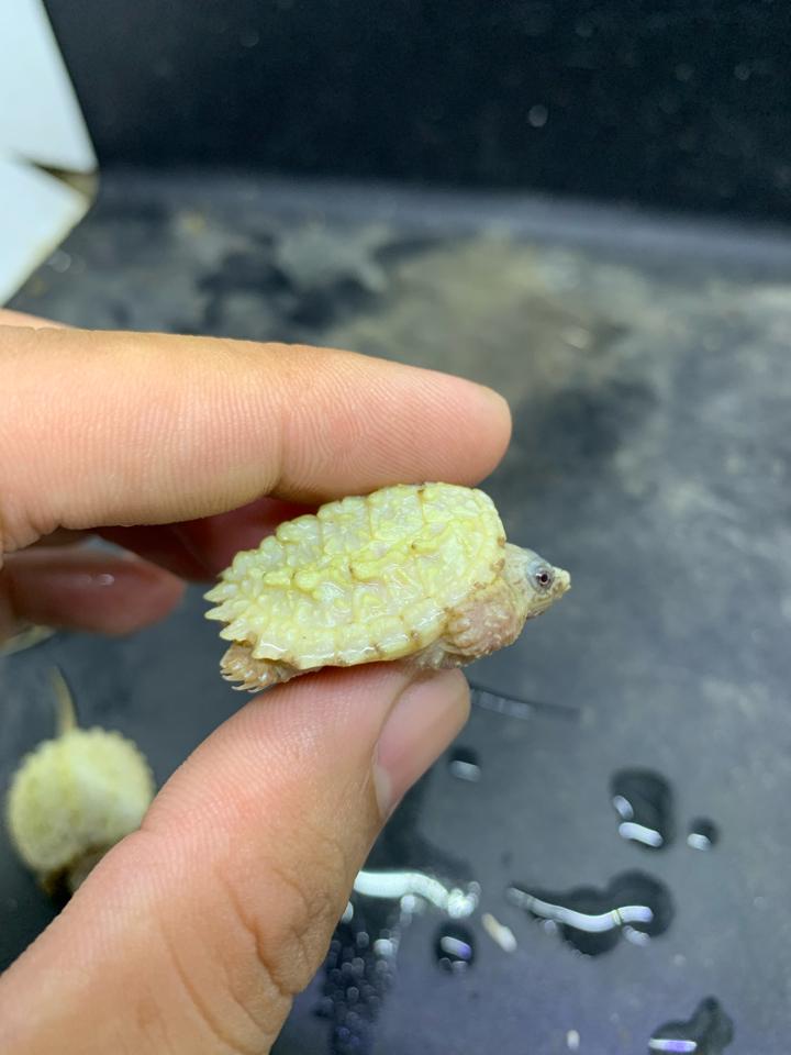 Lucy comxflo (đột biến leucistic), dư ô mai nhẹ. Sẵn tại sốp-duoc-ban-tai-Thế Giới Rùa Cảnh