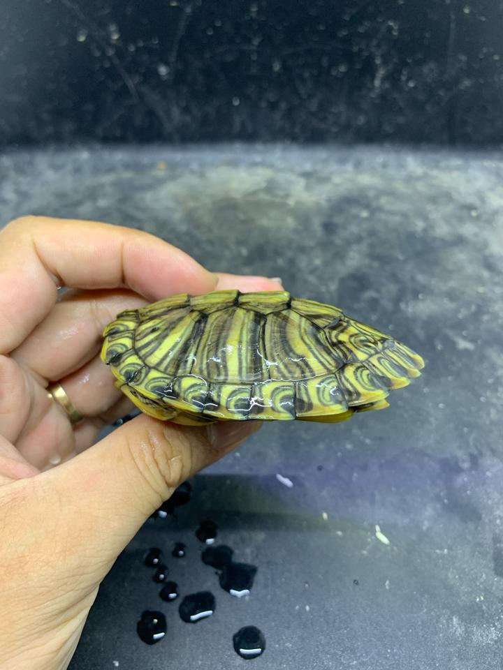 Tai đỏ rio grande size 8-duoc-ban-tai-Thế Giới Rùa Cảnh