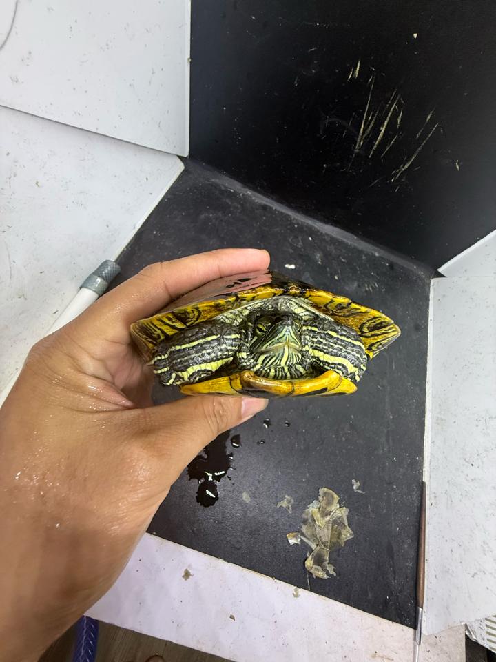 Tai đỏ đực size 16, full-duoc-ban-tai-Thế Giới Rùa Cảnh