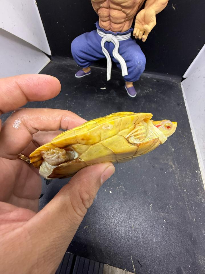 Tai đỏ albino đực size 10, full nét-duoc-ban-tai-Thế Giới Rùa Cảnh