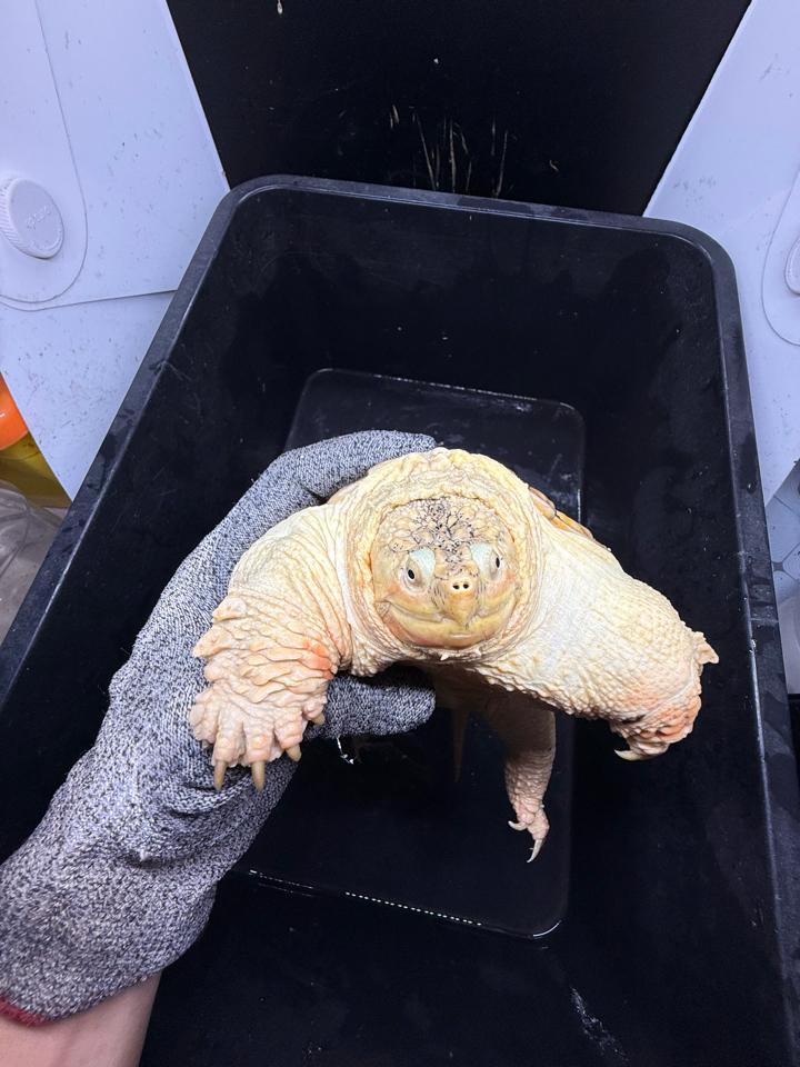 Hypo VIP size 15, full nét-duoc-ban-tai-Thế Giới Rùa Cảnh