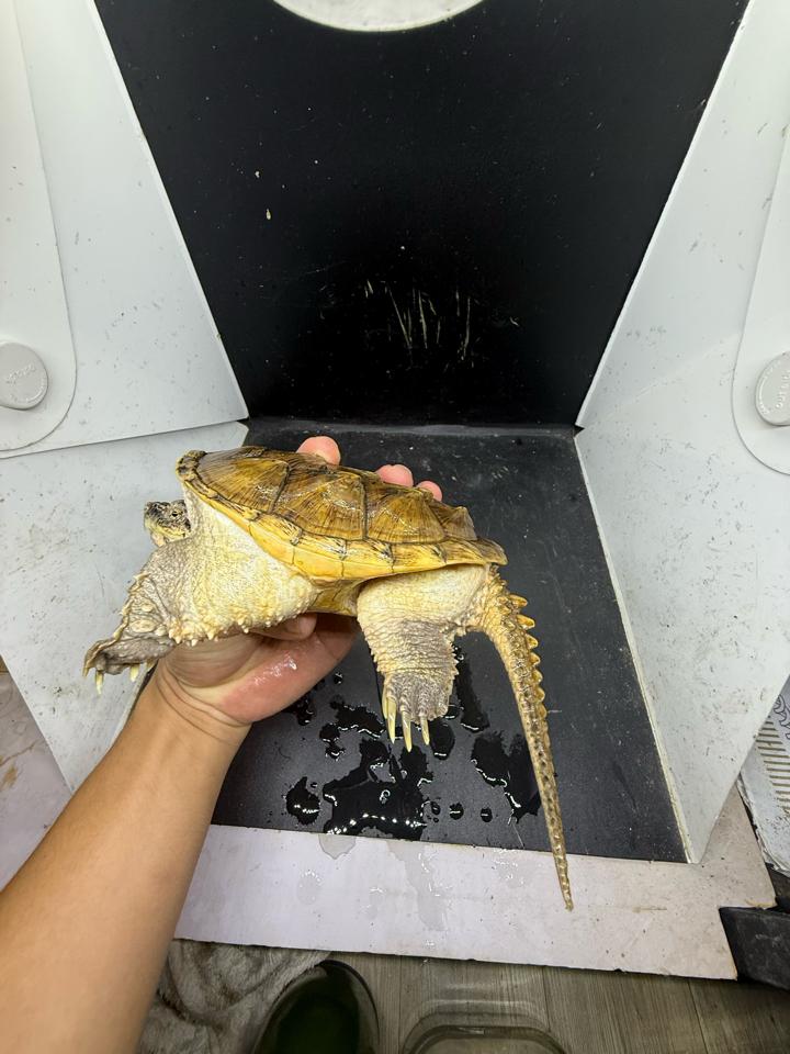 Comxflo fullgold size 14, gãy nửa móng, mai có vết xẹo nấm cũ đã lành từ lâu-duoc-ban-tai-Thế Giới Rùa Cảnh