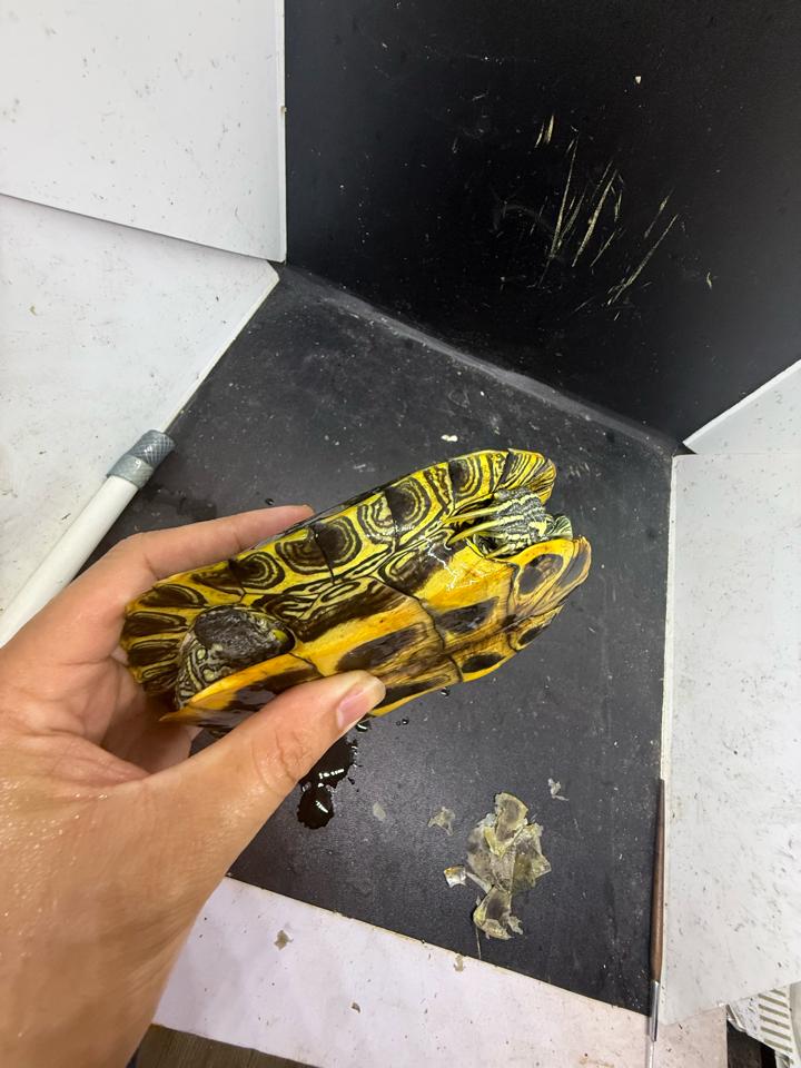 Tai đỏ đực size 16, full-duoc-ban-tai-Thế Giới Rùa Cảnh