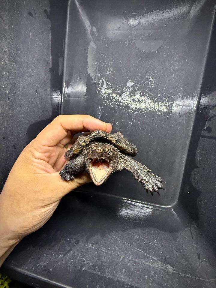 [Sẵn] Hybrid 1.0 size 10, than đen, full nét từ A-Z-duoc-ban-tai-Thế Giới Rùa Cảnh