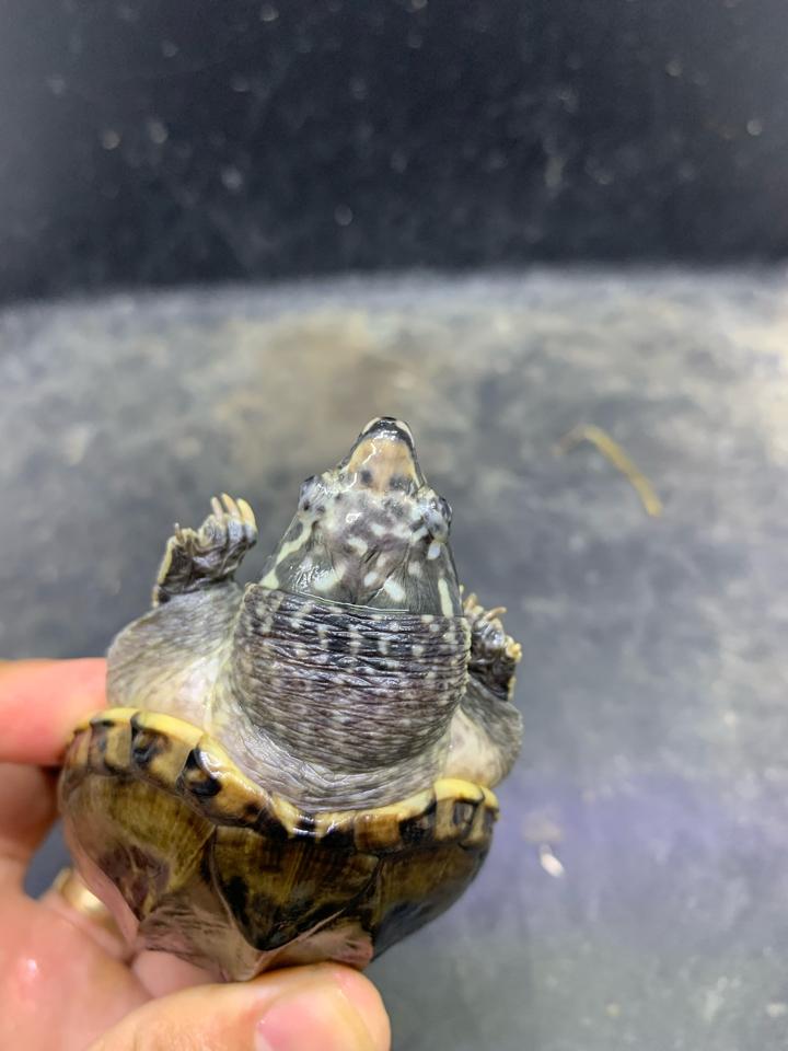 Mexican giant musk size 9-duoc-ban-tai-Thế Giới Rùa Cảnh