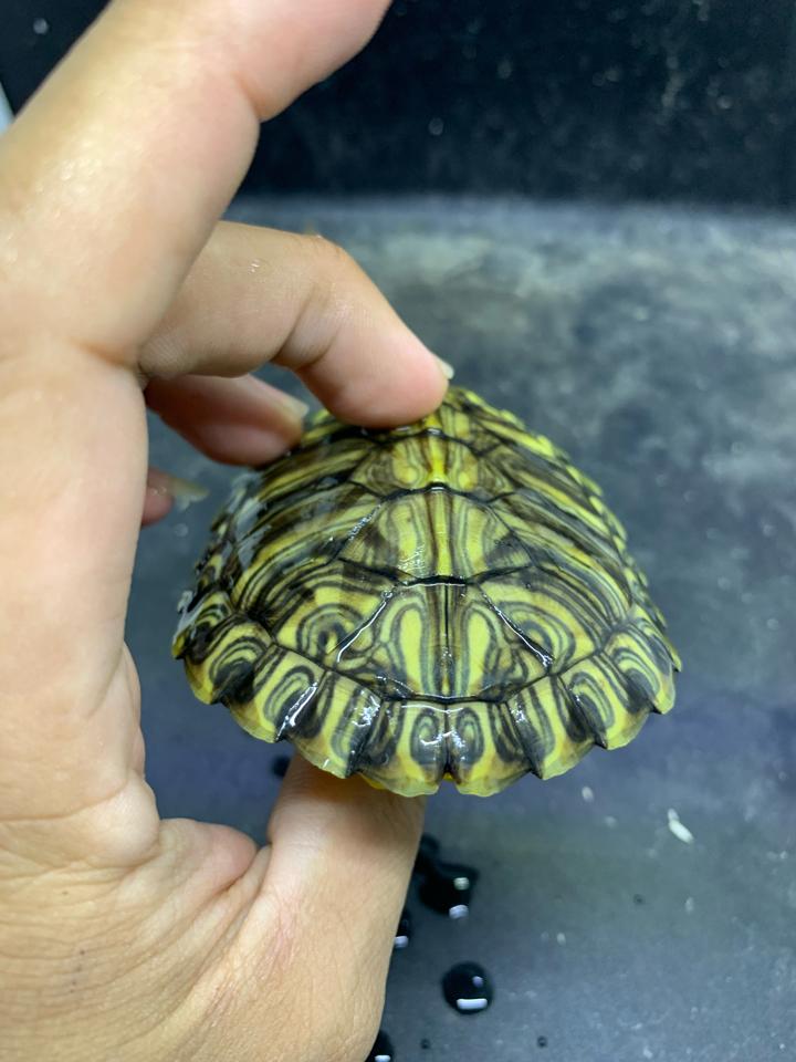 Tai đỏ rio grande size 8-duoc-ban-tai-Thế Giới Rùa Cảnh
