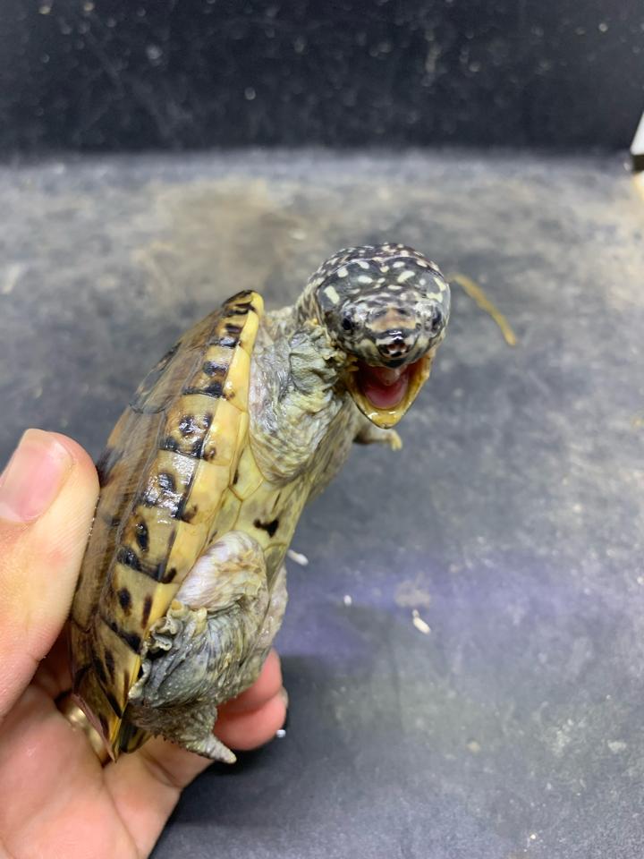 Mexican giant musk size 9-duoc-ban-tai-Thế Giới Rùa Cảnh