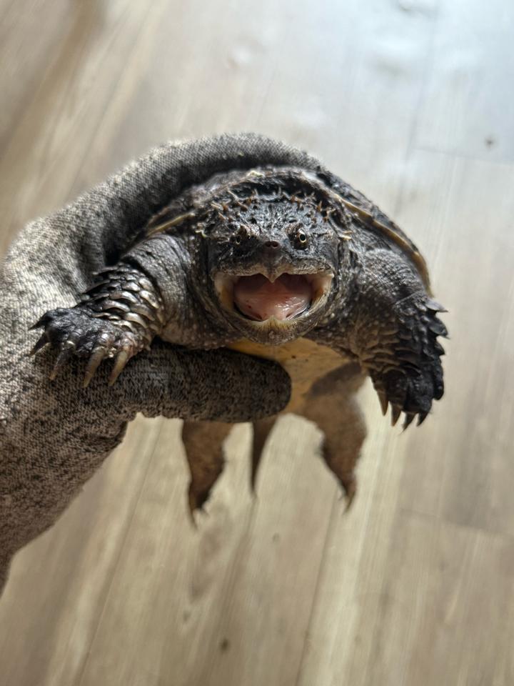 Florida size 14, mặt rắn, gai dài, full nét-duoc-ban-tai-Thế Giới Rùa Cảnh