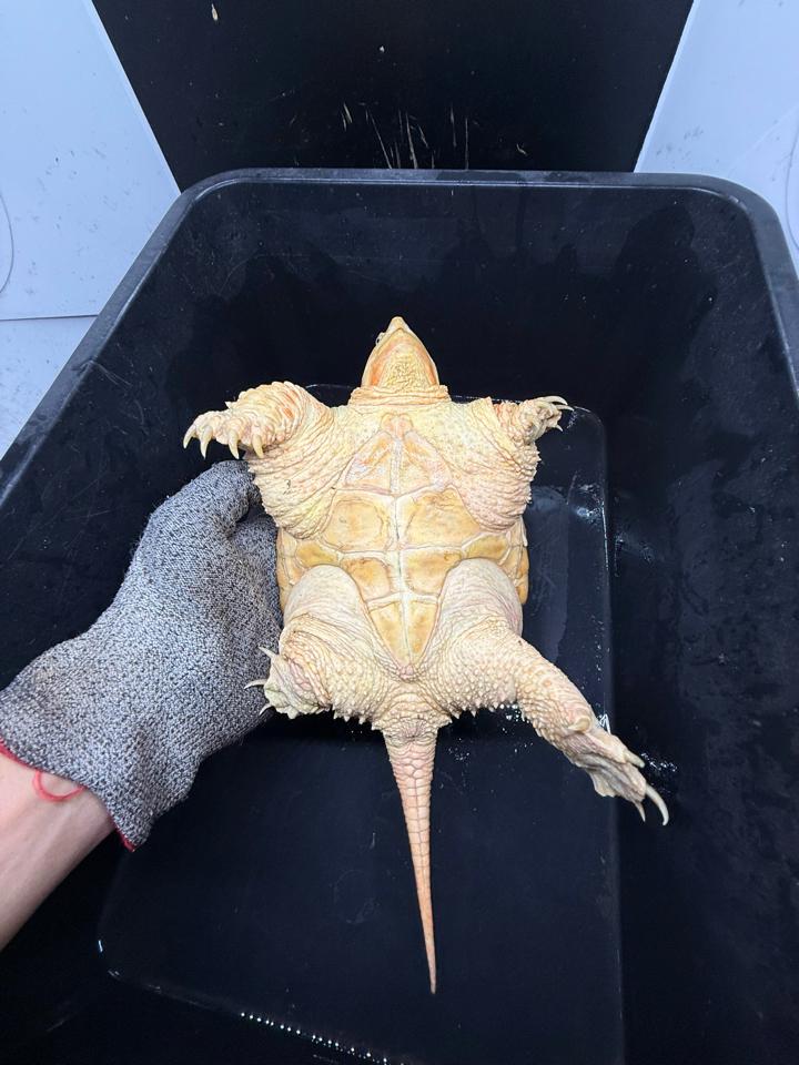 Hypo VIP size 15, full nét-duoc-ban-tai-Thế Giới Rùa Cảnh