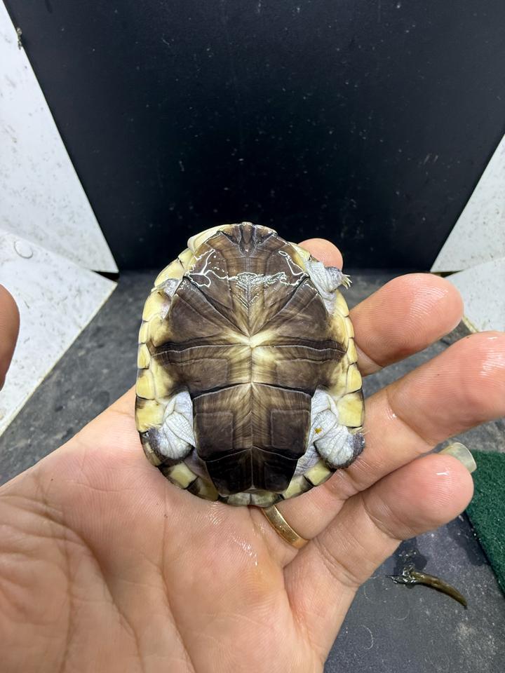 Mũ bảo hiểm size 7-8-duoc-ban-tai-Thế Giới Rùa Cảnh