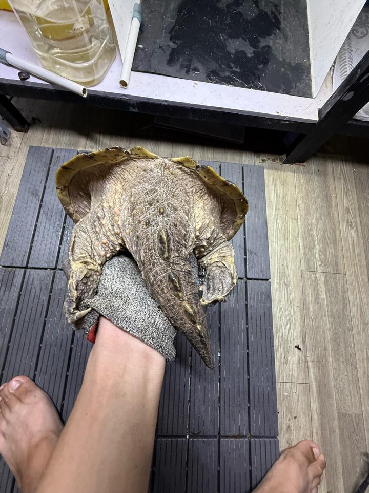 Com thuần size 25, đực, tay siêu to, mòn đuôi-duoc-ban-tai-Thế Giới Rùa Cảnh