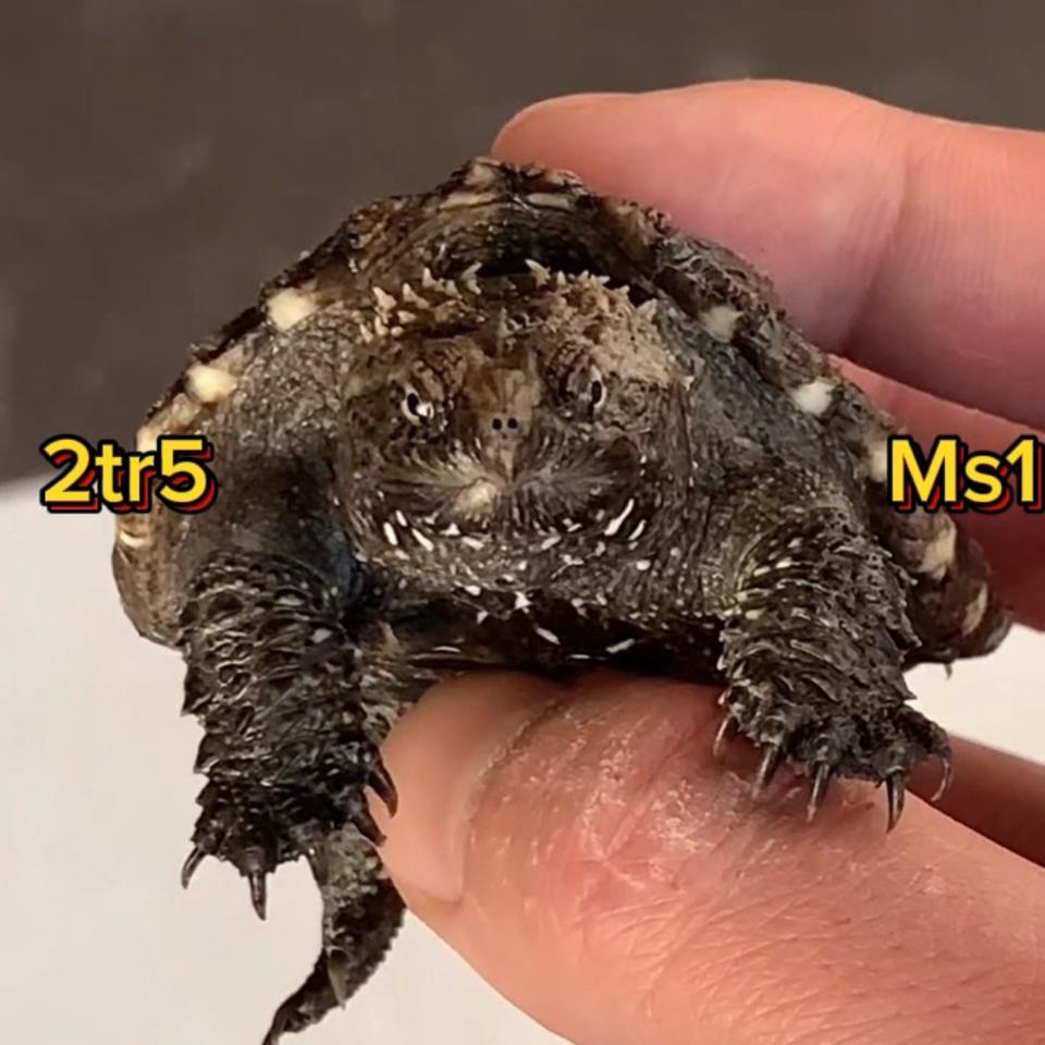 MS1: Florida VIP (ib xem clip)-duoc-ban-tai-Thế Giới Rùa Cảnh