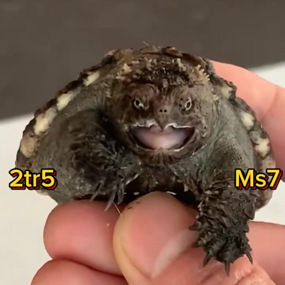 MS7: Florida VIP (ib xem clip)-duoc-ban-tai-Thế Giới Rùa Cảnh