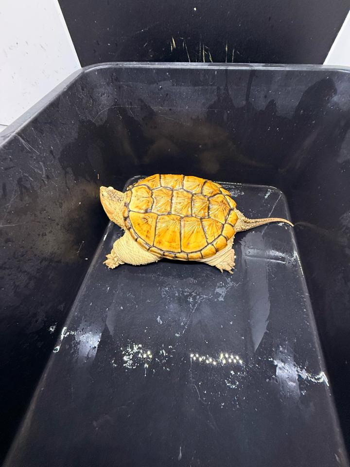 Hypo VIP size 15, full nét-duoc-ban-tai-Thế Giới Rùa Cảnh