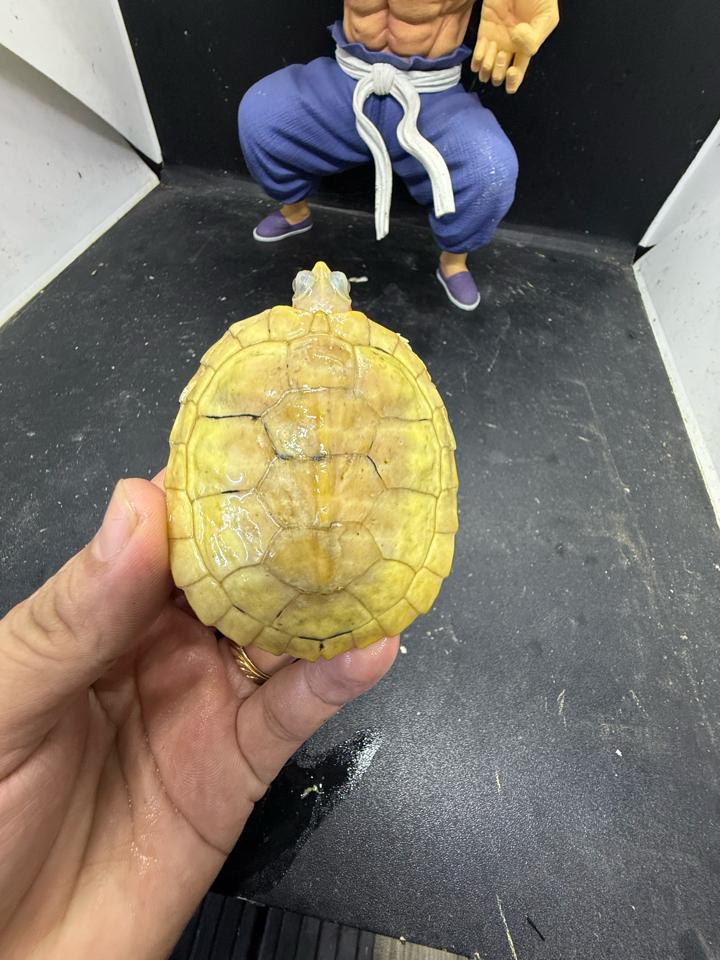 Tai đỏ paradox size 7-8, tỉ lệ đực cao, móng dài, full-duoc-ban-tai-Thế Giới Rùa Cảnh