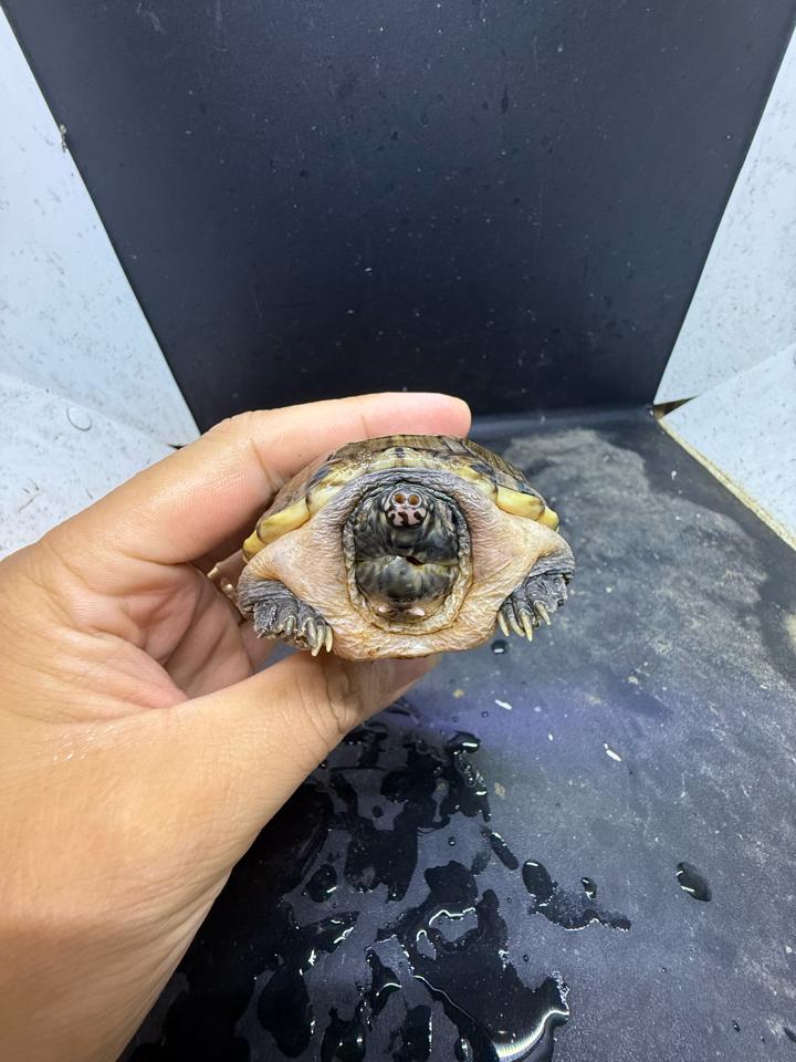 Mexican giant musk size 8, mẻ tí mép mỏ, siêu rẻ-duoc-ban-tai-Thế Giới Rùa Cảnh