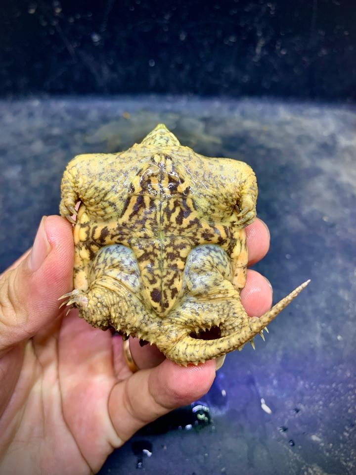 MS1: Hypo comx size 6-duoc-ban-tai-Thế Giới Rùa Cảnh