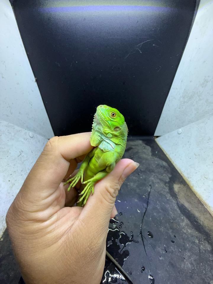 Iguana green size 3x-duoc-ban-tai-Thế Giới Rùa Cảnh