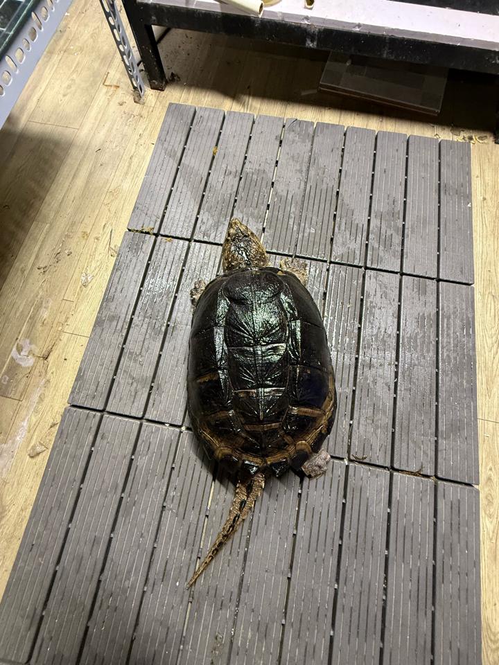 Comxflo gen trội, mai tàu ngầm, size 25, cái sinh sản, mòn đuôi nhẹ-duoc-ban-tai-Thế Giới Rùa Cảnh