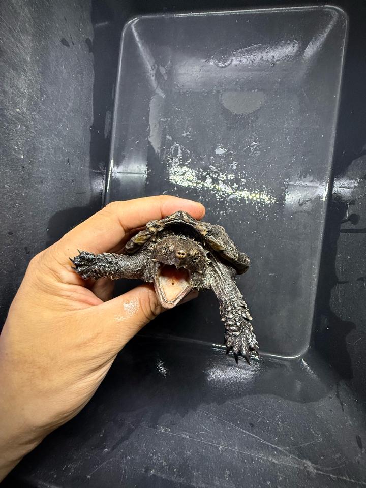 [Sẵn] Hybrid 1.0 size 10, than đen, full nét từ A-Z-duoc-ban-tai-Thế Giới Rùa Cảnh