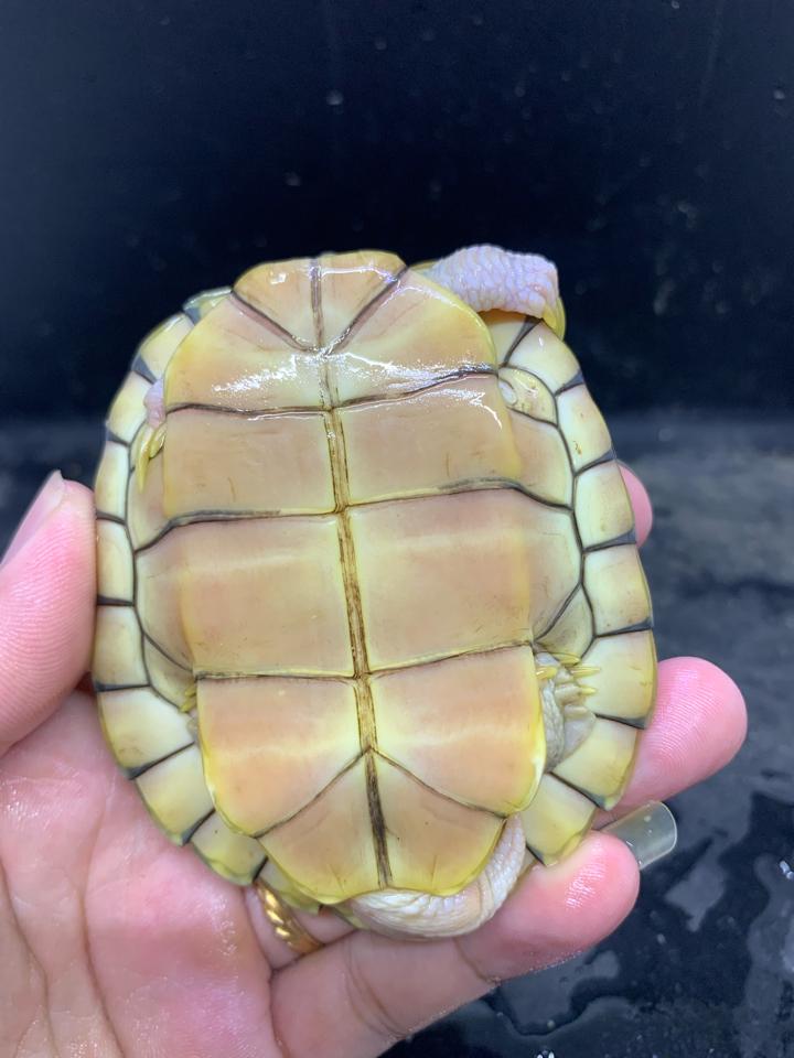 Hybino đực size 10, mai 5:5:5, gãy 2 móng còn gốc-duoc-ban-tai-Thế Giới Rùa Cảnh