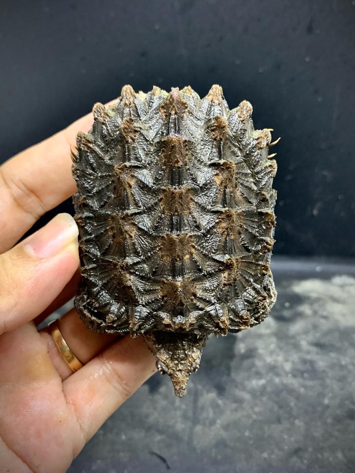 [VIP] Ali rìa 4:4 size 7-8, mai siêu cao, full móng đuôi-duoc-ban-tai-Thế Giới Rùa Cảnh